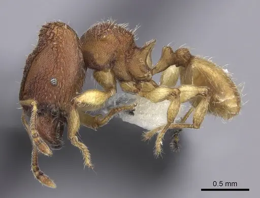 Pheidole isis specimen CASENT0219994 image casent0219994_5