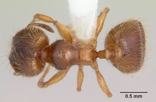 Pheidole juniperae specimen CASENT0104741 image casent0104741_1