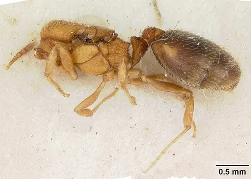 Pheidole marcidula specimen CASENT0172968 image casent0172968_2