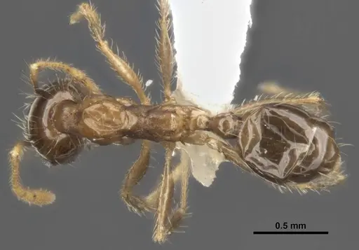 Pheidole megacephala specimen ANTWEB1008103 image antweb1008103_1