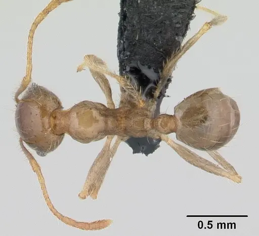 Pheidole megacephala specimen CASENT0146859 image casent0146859_1