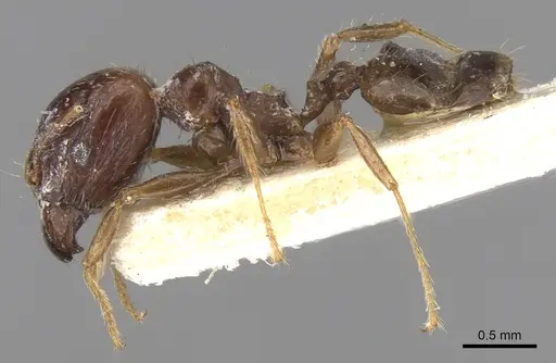 Pheidole megacephala specimen CASENT0906519 image casent0906519_3