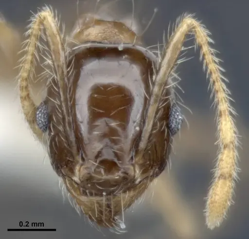 Pheidole megacephala specimen MCZ-ENT00511501 image mcz-ent00511501_2