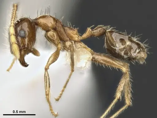 Pheidole megacephala specimen MCZ-ENT00511501 image mcz-ent00511501_3
