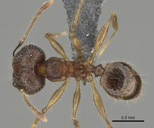 Pheidole mivory specimen CASENT0825256 image casent0825256_1