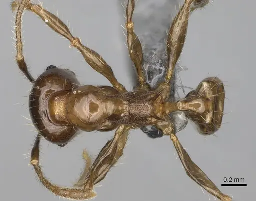 Pheidole ocypodea specimen CASENT0923220 image casent0923220_1