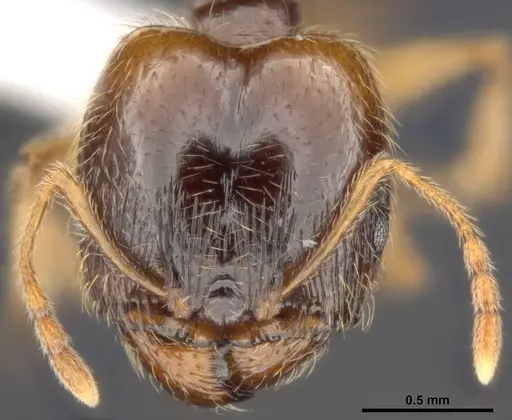 Pheidole pallidula specimen MCZ-ENT00511504-01 image mcz-ent00511504-01_2