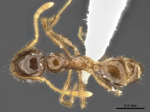 Pheidole pallidula specimen MCZ-ENT00511504-02 image mcz-ent00511504-02_1