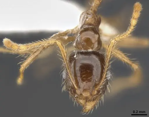 Pheidole pallidula specimen MCZ-ENT00511504-02 image mcz-ent00511504-02_3