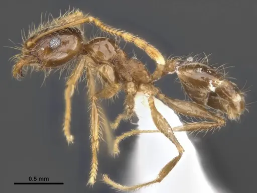 Pheidole pallidula specimen MCZ-ENT00511504-02 image mcz-ent00511504-02_4