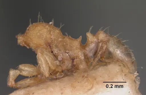 Pheidole parva specimen CASENT0102292 image casent0102292_2