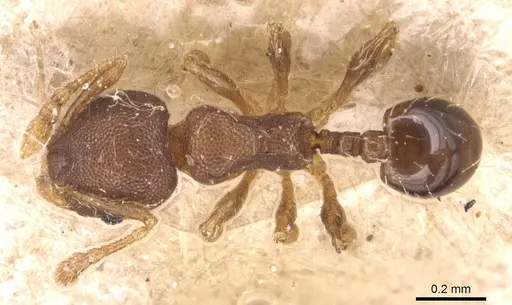 Pheidole perpusilla specimen CASENT0904415 image casent0904415_1