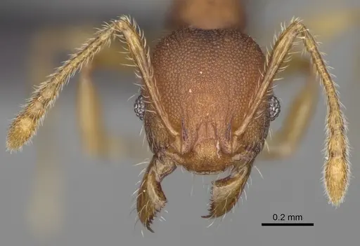 Pheidole petax specimen CASENT0923227 image casent0923227_3