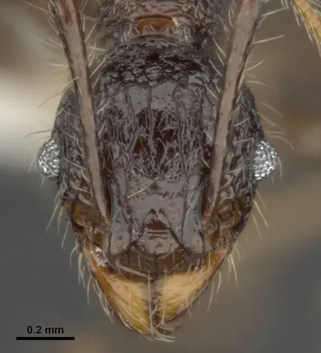 Pheidole quadrensis specimen MCZ-ENT00511505 image mcz-ent00511505_2