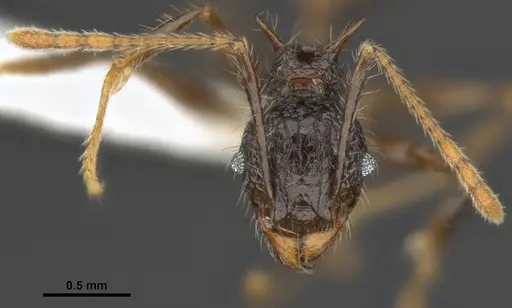 Pheidole quadrensis specimen MCZ-ENT00511505 image mcz-ent00511505_3