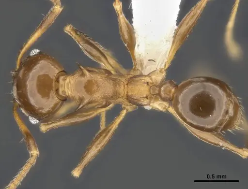 Pheidole quadricuspis specimen ANTWEB1008110 image antweb1008110_1