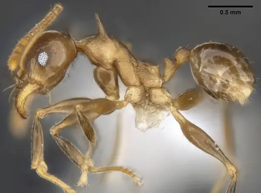 Pheidole quadricuspis specimen MCZ-ENT00511506 image mcz-ent00511506_4