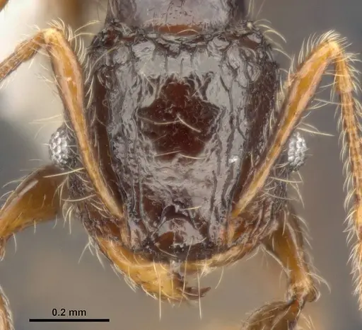 Pheidole sexspinosa specimen ANTWEB1008111 image antweb1008111_2