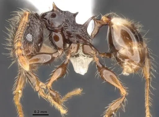 Pheidole sexspinosa specimen ANTWEB1008111 image antweb1008111_4