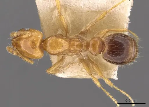 Pheidole spininodis specimen CASENT0908209 image casent0908209_1