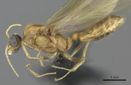 Pheidole spinosa specimen CASENT0076342 image casent0076342_3