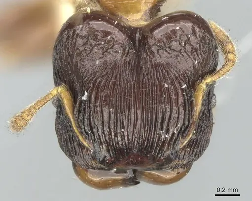 Pheidole striata specimen LACMENT316254 image lacment316254_3