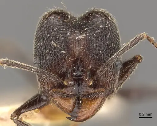 Pheidole stulta specimen JTLC000015336 image jtlc000015336_4