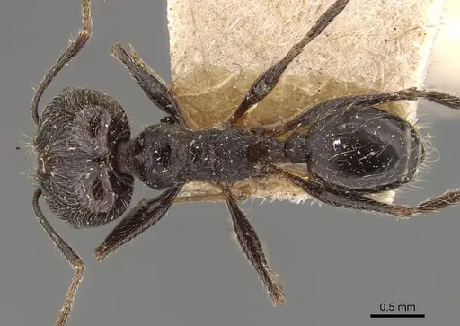 Pheidole susannae specimen JTLC000015332 image jtlc000015332_2