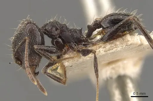 Pheidole susannae specimen JTLC000015332 image jtlc000015332_6