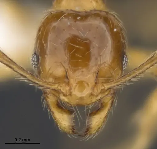 Pheidole tandjongensis specimen ANTWEB1008112 image antweb1008112_2