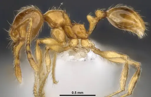 Pheidole tandjongensis specimen MCZ-ENT00511508 image mcz-ent00511508_4