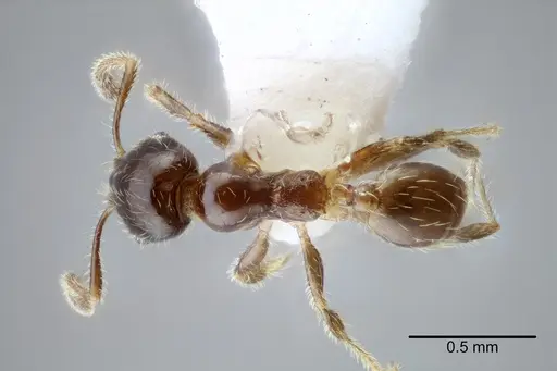 Pheidole tepicana specimen CASENT0649711 image casent0649711_1