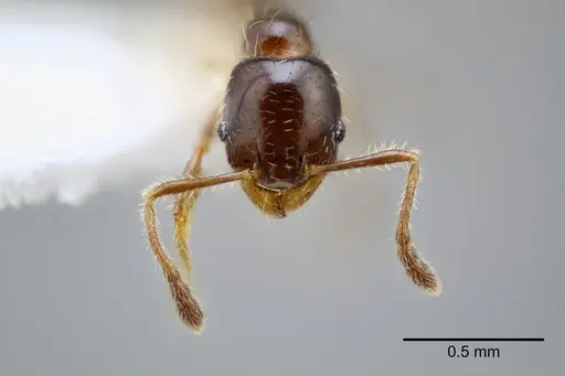 Pheidole tepicana specimen CASENT0649711 image casent0649711_2