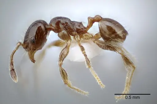 Pheidole tepicana specimen CASENT0649711 image casent0649711_3