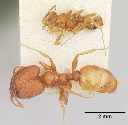 Pheidole texana specimen CASENT0103152 image casent0103152_2