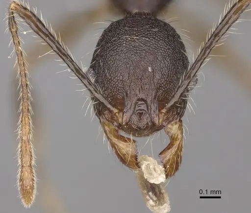 Pheidole trichotos specimen CASENT0923258 image casent0923258_2