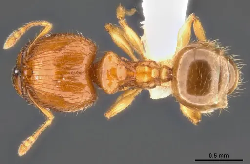 Pheidole umbonata specimen ANTWEB1008105 image antweb1008105_1