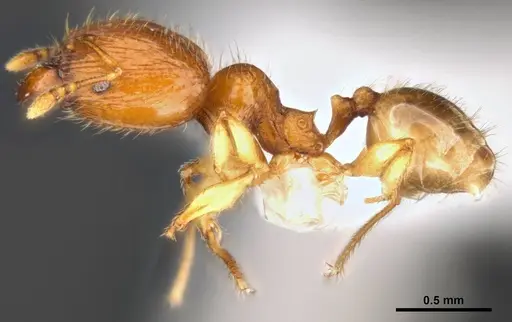 Pheidole umbonata specimen ANTWEB1008105 image antweb1008105_3