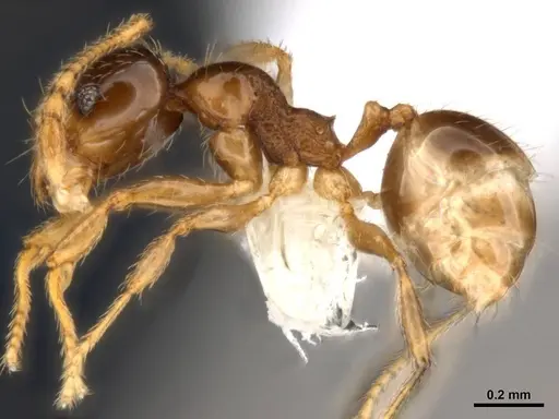 Pheidole umbonata specimen ANTWEB1008106 image antweb1008106_3