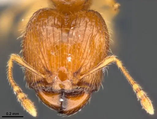 Pheidole umbonata specimen MCZ-ENT00511503-01 image mcz-ent00511503-01_2