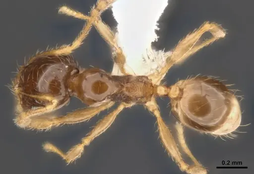 Pheidole umbonata specimen MCZ-ENT00511503-02 image mcz-ent00511503-02_1