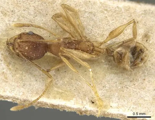 Pheidole veteratrix specimen CASENT0922173 image casent0922173_1