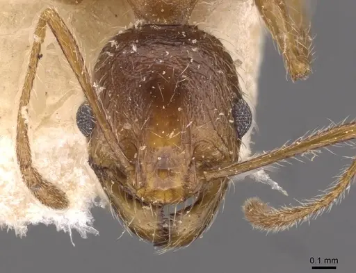 Pheidole victoris specimen CASENT0907838 image casent0907838_2