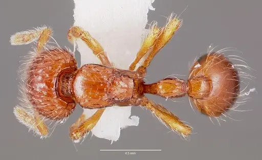 Pilotrochus besmerus specimen CASENT0003287 image casent0003287_1