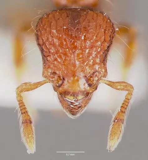 Pilotrochus besmerus specimen CASENT0003287 image casent0003287_2