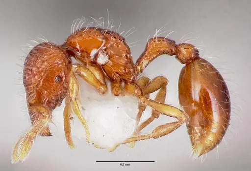 Pilotrochus besmerus specimen CASENT0003287 image casent0003287_3
