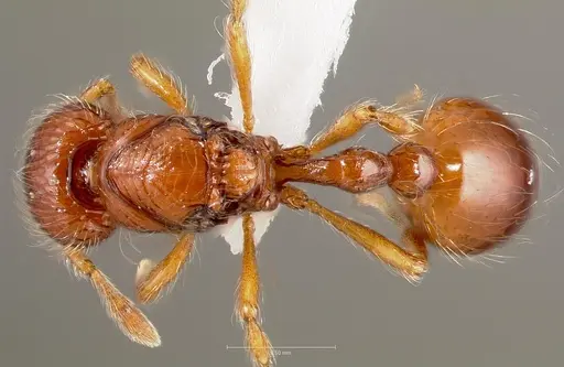 Pilotrochus besmerus specimen CASENT0005888 image casent0005888_1