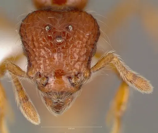 Pilotrochus besmerus specimen CASENT0005888 image casent0005888_2
