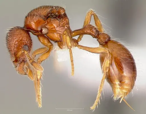 Pilotrochus besmerus specimen CASENT0005888 image casent0005888_3