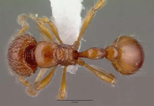 Pilotrochus besmerus specimen CASENT0010642 image casent0010642_1